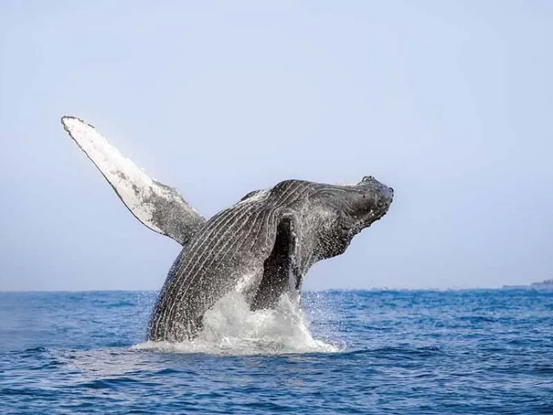 Humpback whale leaping with its fins spread